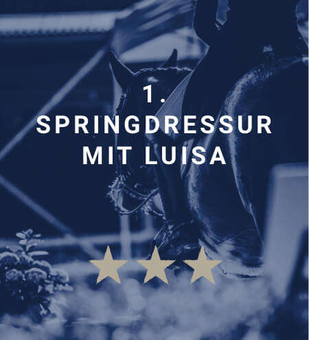 derby academy springpferde springdressur blau derby academy springpferde springdressur blau